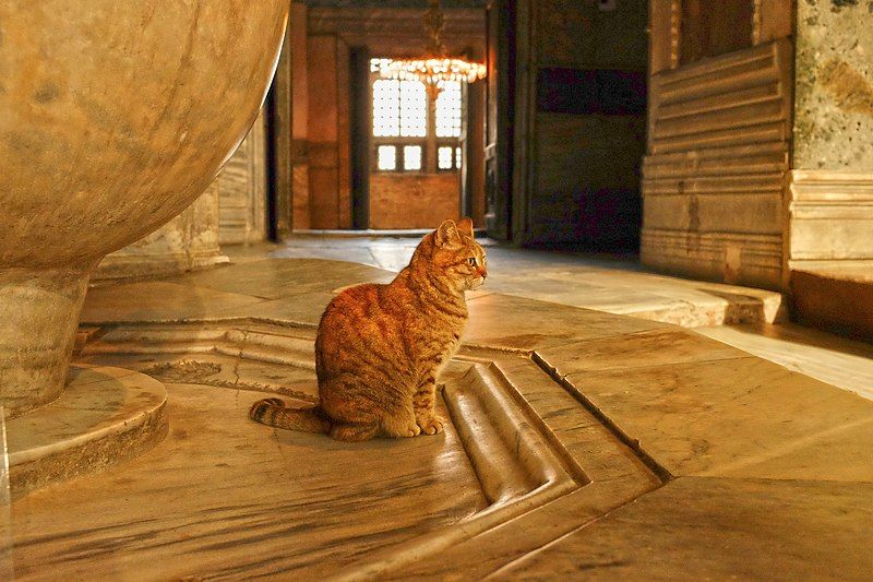 File:Cat at Ayasofya.jpg