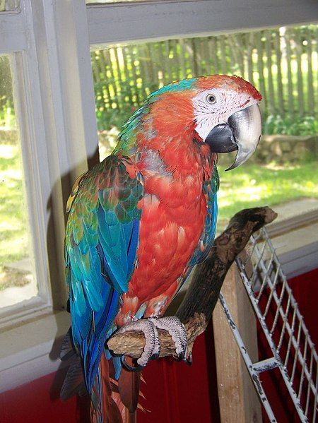 File:Catalina macaw.jpg