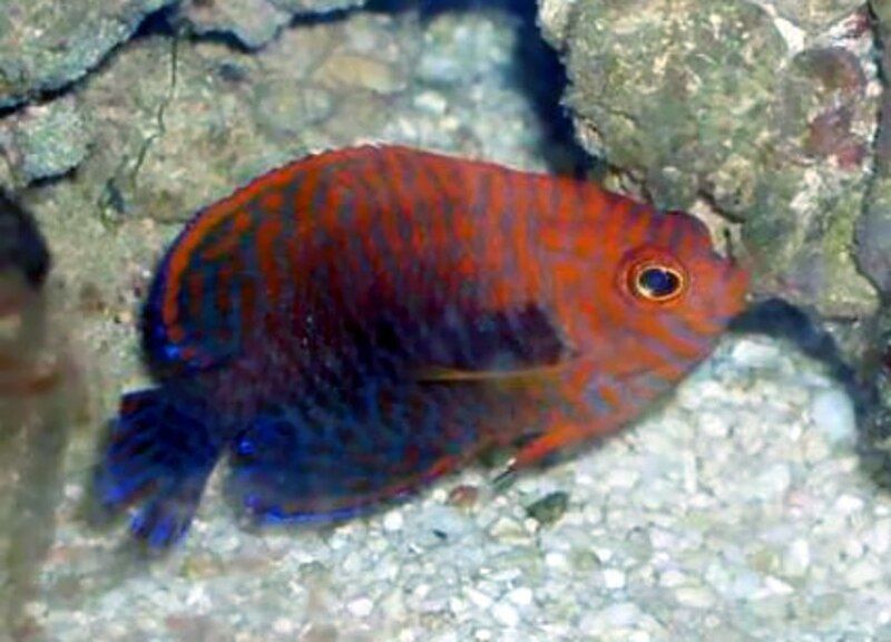 File:Centropyge potteri Angelfish.jpg