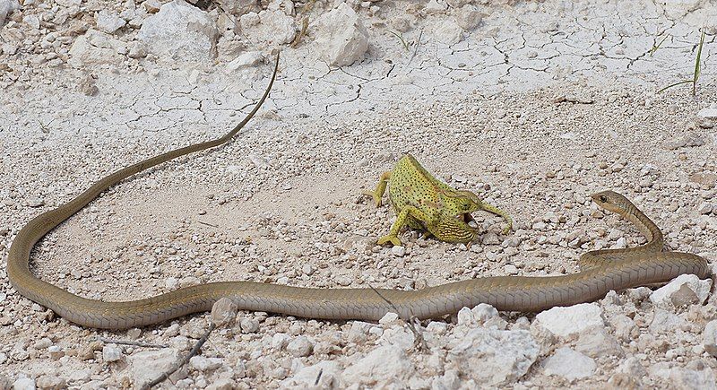 File:Chameleon-Boomslang-Interaction P Berg.jpg