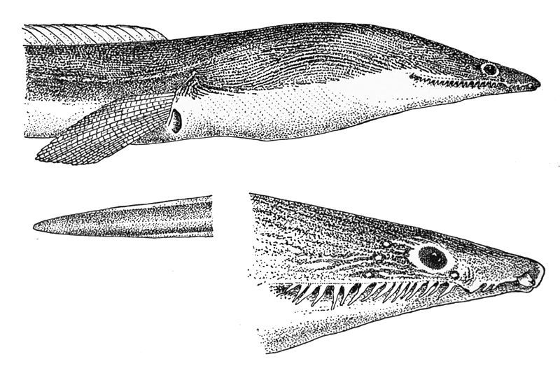 File:Cirrhimuraenachinensis.jpg