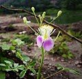 Cleome chelidonii