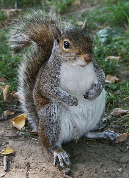 File:Common Squirrel.jpg