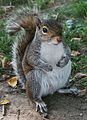 The average every day squirrel.