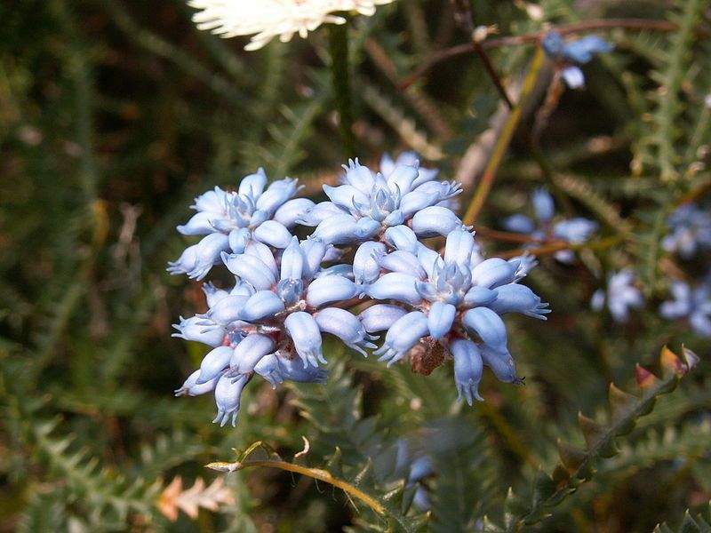 File:Conospermum caeruleum.JPG