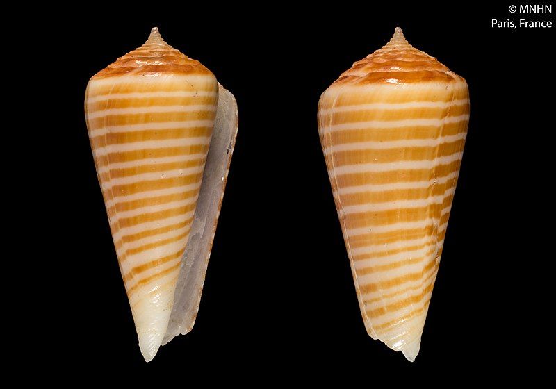 File:Conus hoaraui (MNHN-IM-2000-30026).jpeg