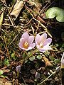 Crocus kotschyanus inner side of flowers