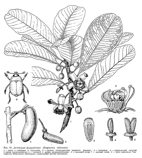 File:Degeneria vitiensis.png