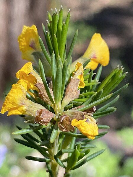 File:Dillwynia crispii.jpg