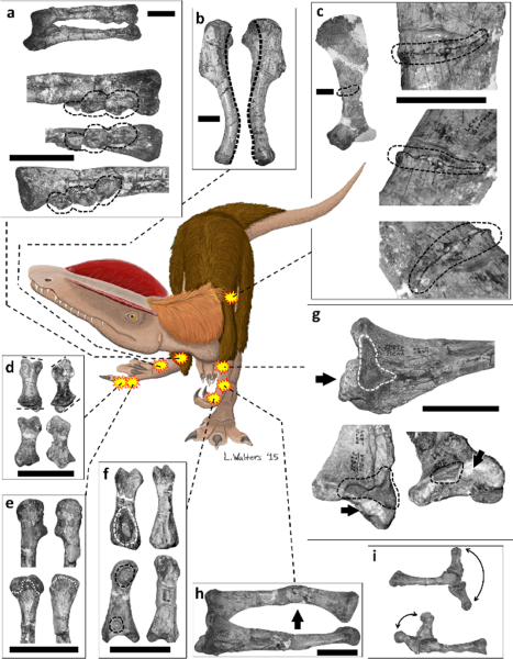 File:Dilophosaurus pathologies.PNG