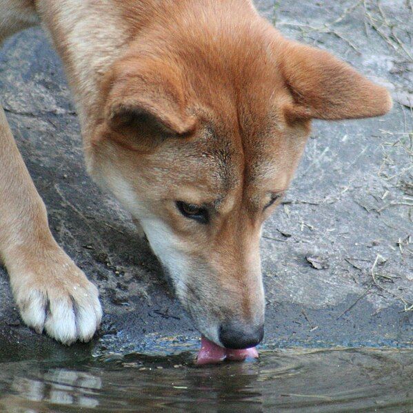 File:Dingo (2829076437) (cropped).jpg