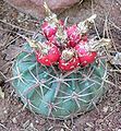 Echinocactus texensis