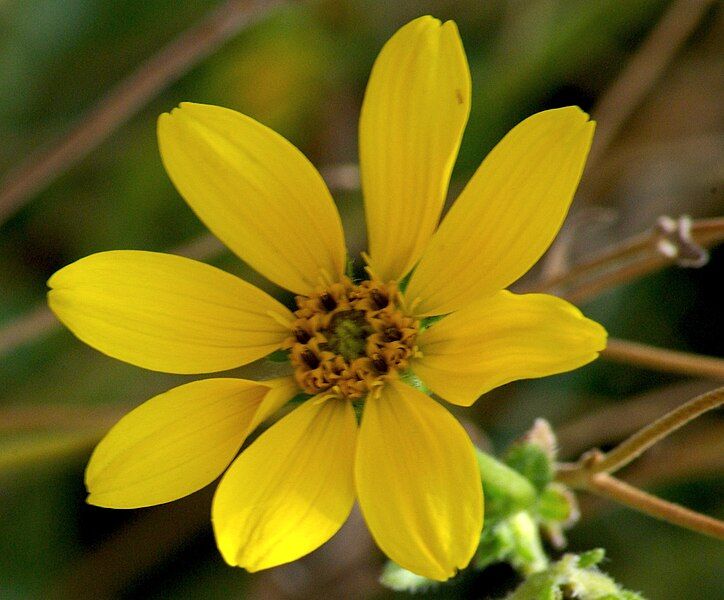 File:Engelmannia peristenia flower1.jpg