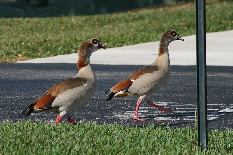 File:Female Egyptian Geese.jpg