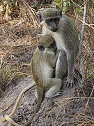 Gray monkeys