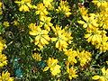 Genista hispanica