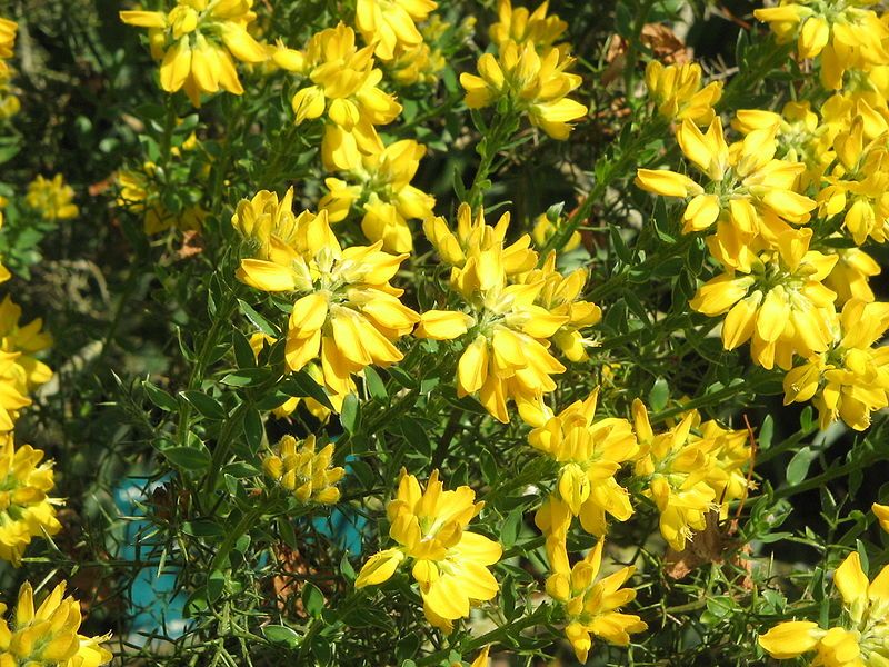 File:Genista hispanica02.jpg