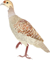 Grey Francolin