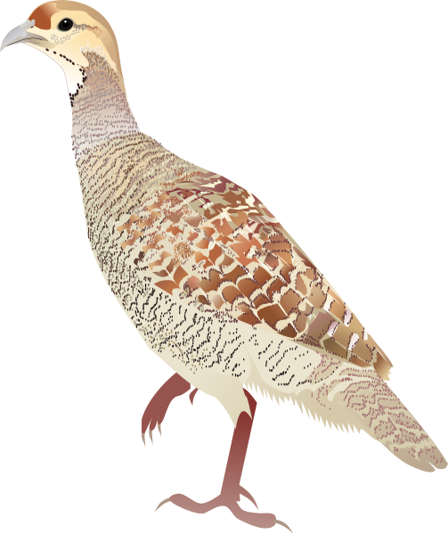 File:Grey Francolin.svg