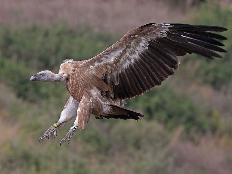 File:Griffon vulture landing.jpg