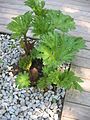 Gunnera manicata