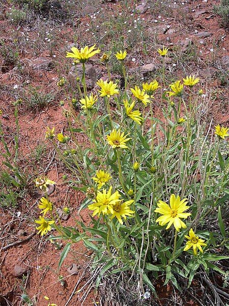 File:Helianthus cusickii-5-21-04.jpg