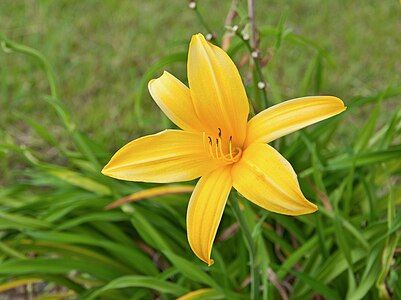 Hemerocallis lilioasphodelus, by Paolo Costa