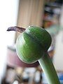 Hippeastrum 'Red Lion' young fruit