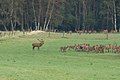 Deer rutting near Starkshorn