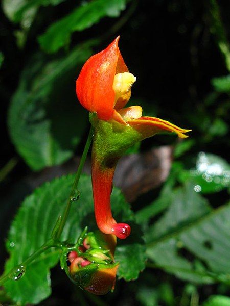 File:Impatiens sakeriana VD.jpg