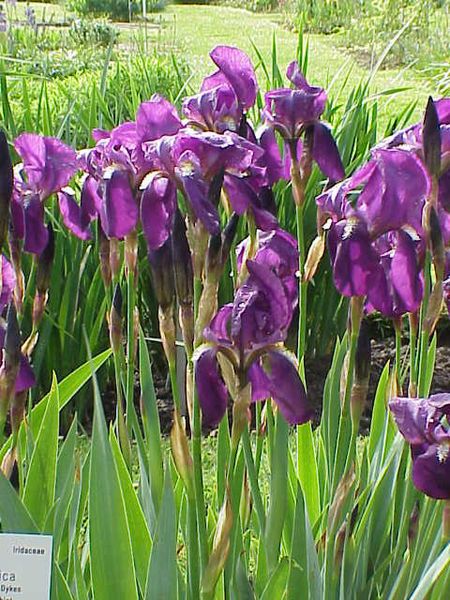 File:Iris germanica10.jpg