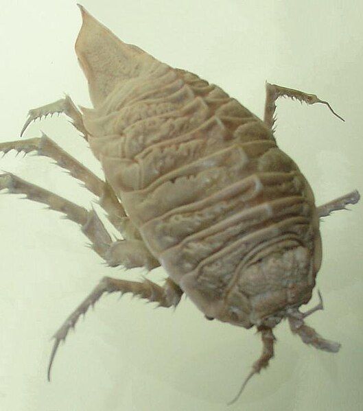 File:Isopod, Glyptonotus antarcticus.jpg