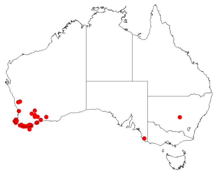 File:Isopogon axillarisDistMap7.png