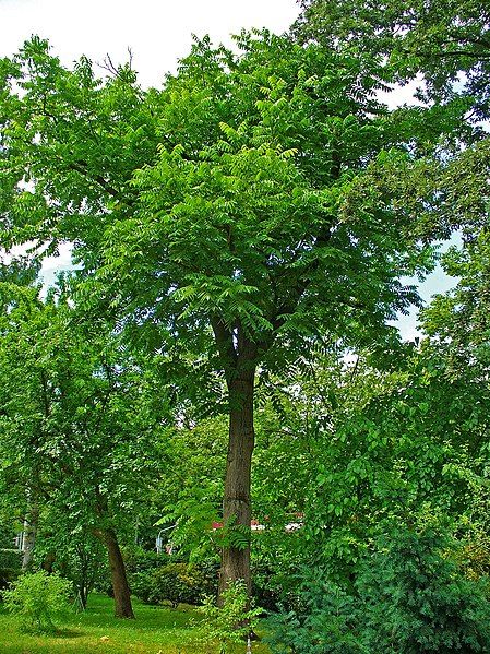 File:Juglans cinerea 001.JPG