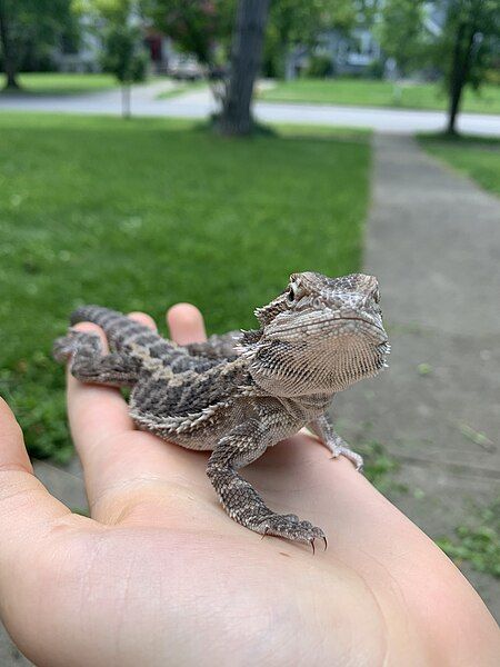 File:Juvenile bearded dragon.jpg