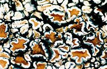 Lecanora muralis