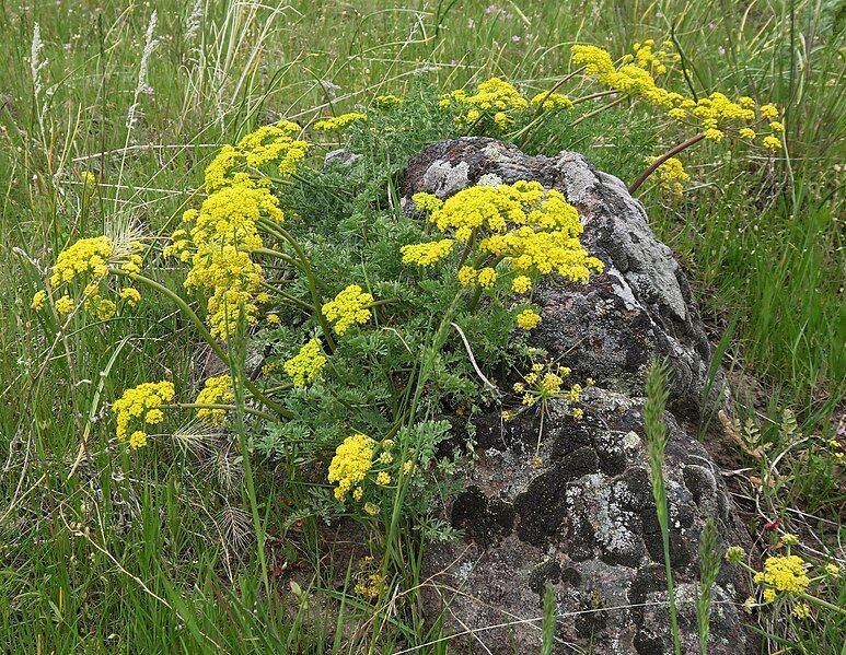 File:Lomatium donnellii.jpg