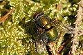 A metallic green blowfly.