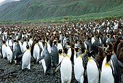 King penguins at Lusitania Bay