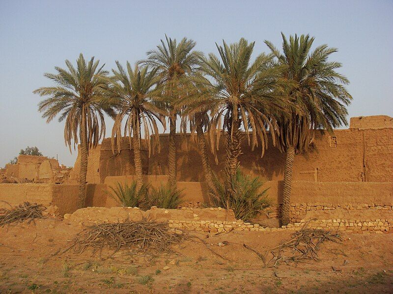 File:Majmaah palm trees.JPG