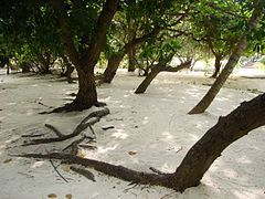 Calophyllum inophyllum