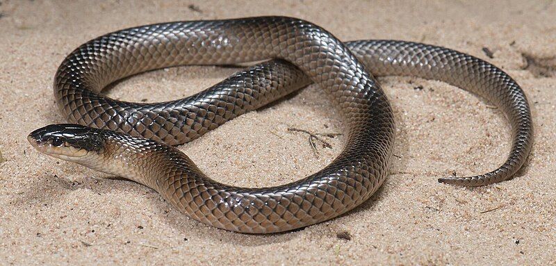 File:Mallee-black-backed-snake.jpg