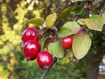 Red fruits