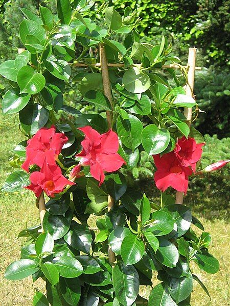 File:Mandevilla Sun Parasol01.jpg