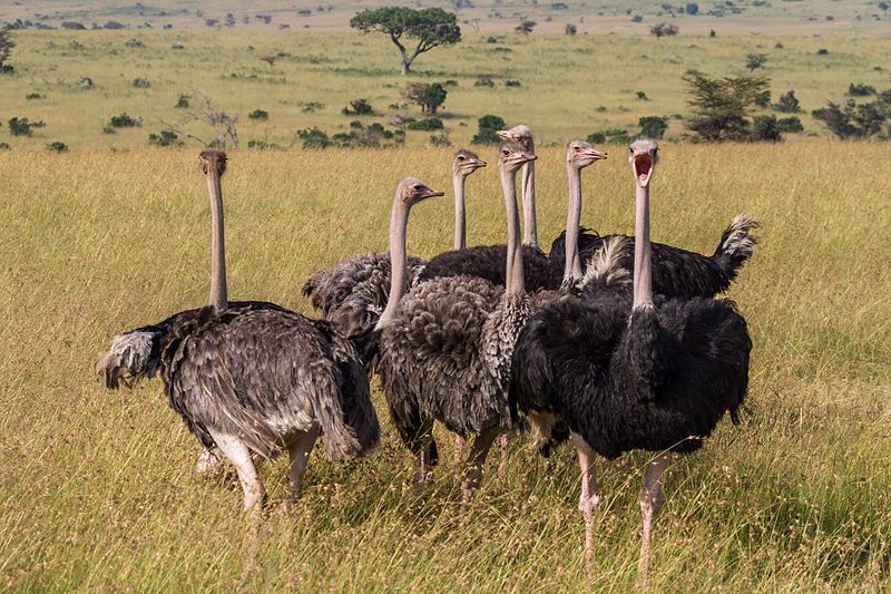 File:Masai Ostriches Benh.jpg