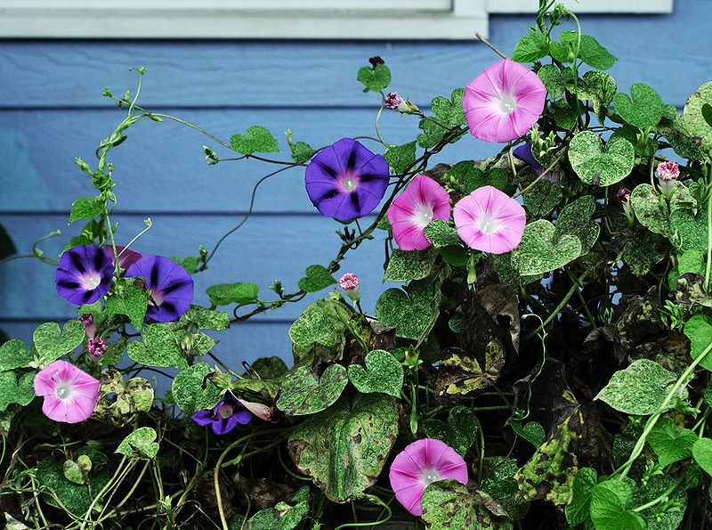 File:MorningGlories-Tonsofem.jpg