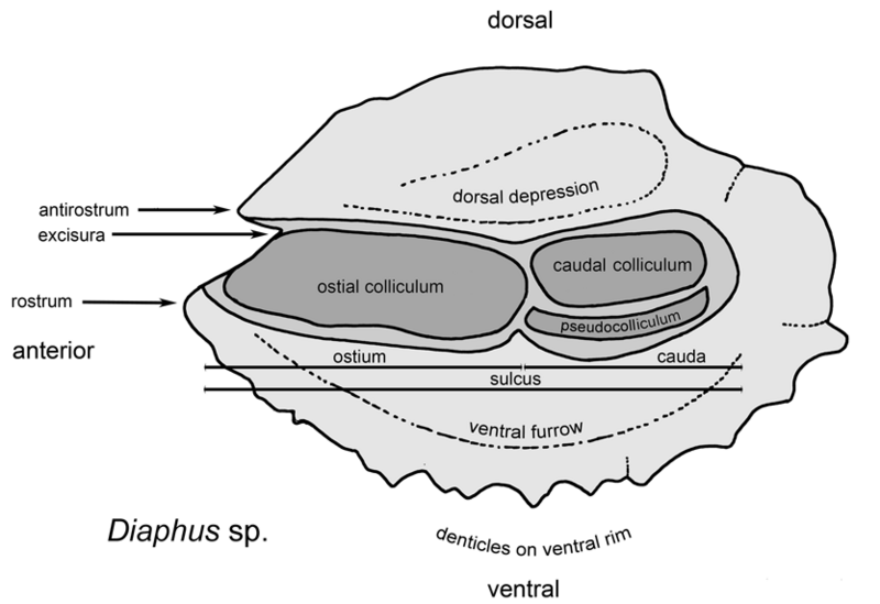 File:Myctophid otolith.png