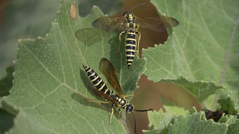 File:Myzinum quinquecinctum P1240895a.jpg