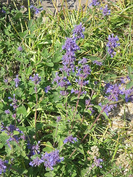 File:Nepeta x faassenii01.jpg