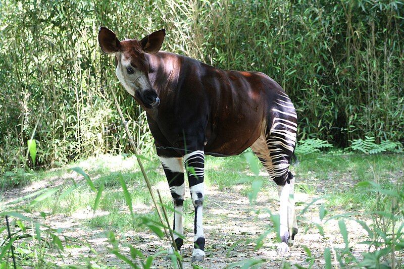 File:Okapi Bronx Zoo.jpg